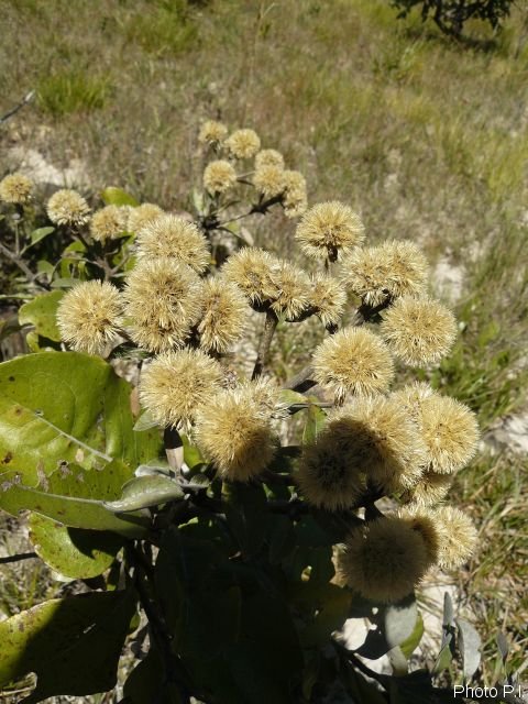 Plantes avec fleur(s) de couleur jaune ou dorée