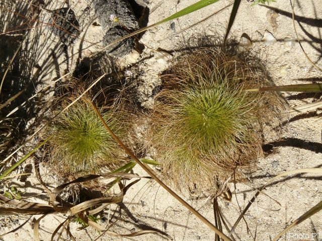 Plantes particulières