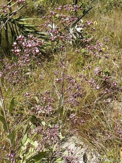 Plantes avec fleur(s) de couleur rose ou violette