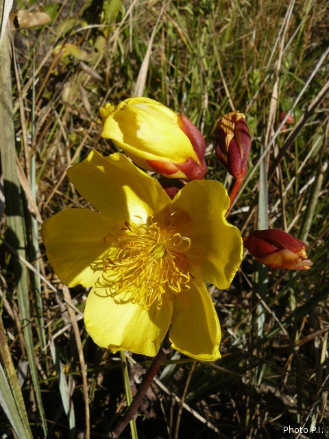 Plantes avec fleur(s) de couleur jaune ou dorée