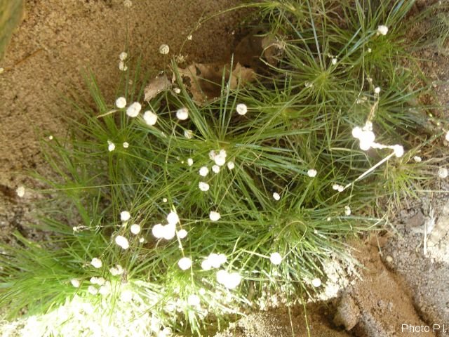 Plantes avec fleur(s) de couleur blanche