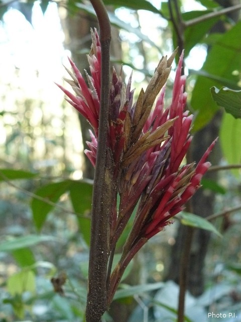 Plantes avec fleur(s) de couleur rouge