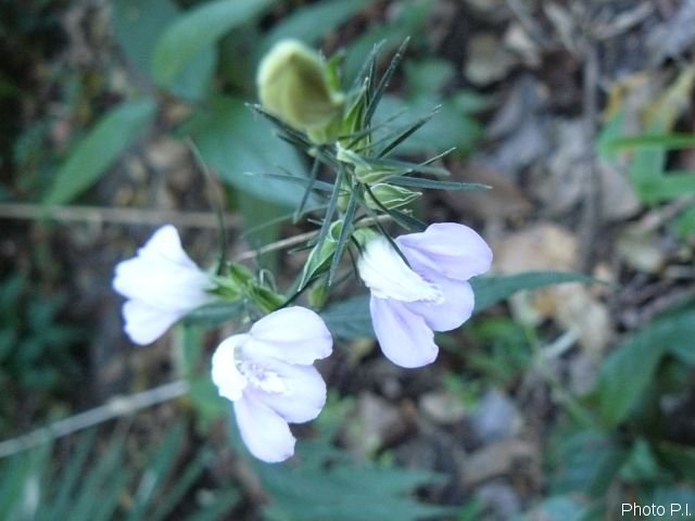 Plantes avec fleur(s) de couleur blanche