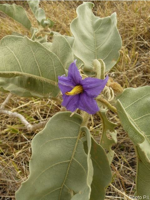 Plantes avec fleur(s) de couleur bleue