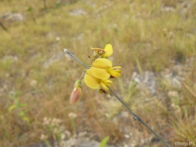 Plantes avec fleur(s) de couleur jaune ou dorée