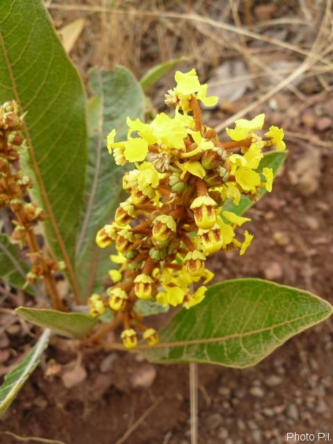 Plantes avec fleur(s) de couleur jaune ou dorée