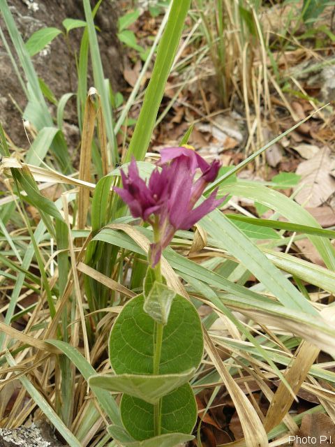 Plantes avec fleur(s) de couleur rose ou violette