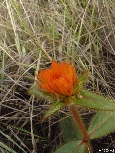 Plantes avec fleur(s) de couleur orange
