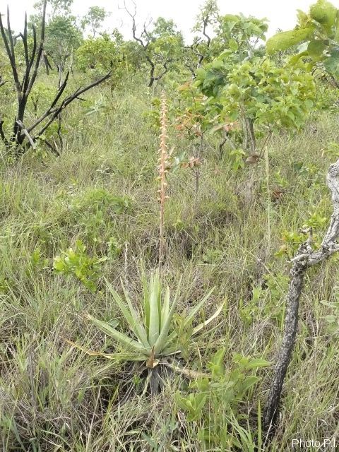 Plantes broméliacées
