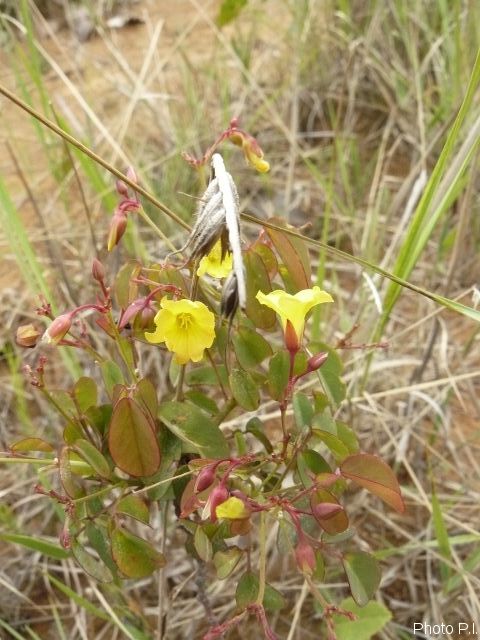 Plantes avec fleur(s) de couleur jaune ou dorée