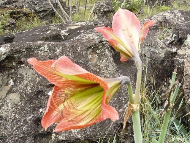 Plantes avec fleur(s) de couleur orange