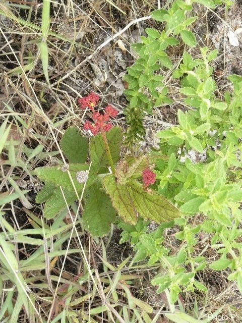 Plantes avec fleur(s) de couleur rouge