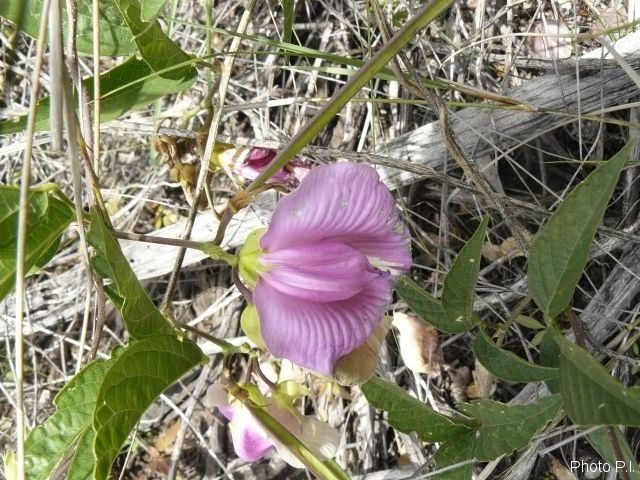 Plantes avec fleur(s) de couleur rose ou violette