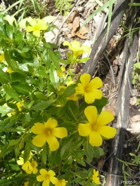 Plantes avec fleur(s) de couleur jaune ou dorée