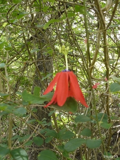 Plantes avec fleur(s) de couleur rouge