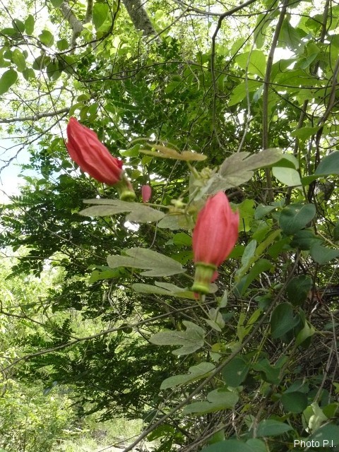 Plantes avec fleur(s) de couleur rouge