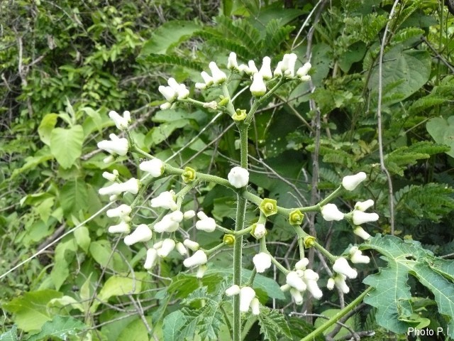 Plantes avec fleur(s) de couleur blanche