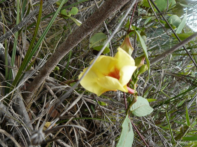 Plantes avec fleur(s) de couleur jaune ou dorée