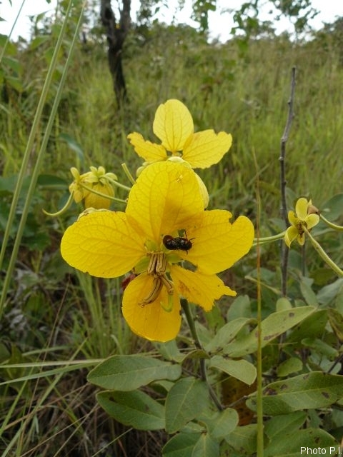 Plantes avec fleur(s) de couleur jaune ou dorée