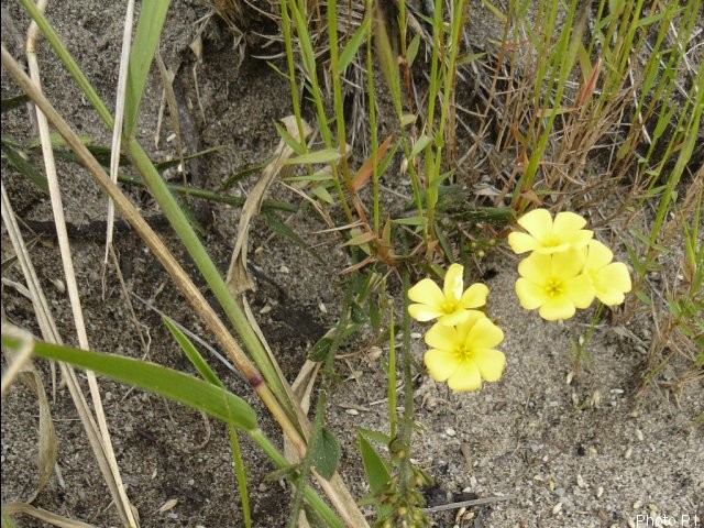 Plantes avec fleur(s) de couleur jaune ou dorée