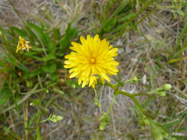 Plantes avec fleur(s) de couleur jaune ou dorée