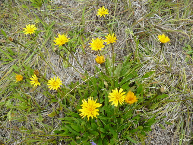 Plantes avec fleur(s) de couleur jaune ou dorée
