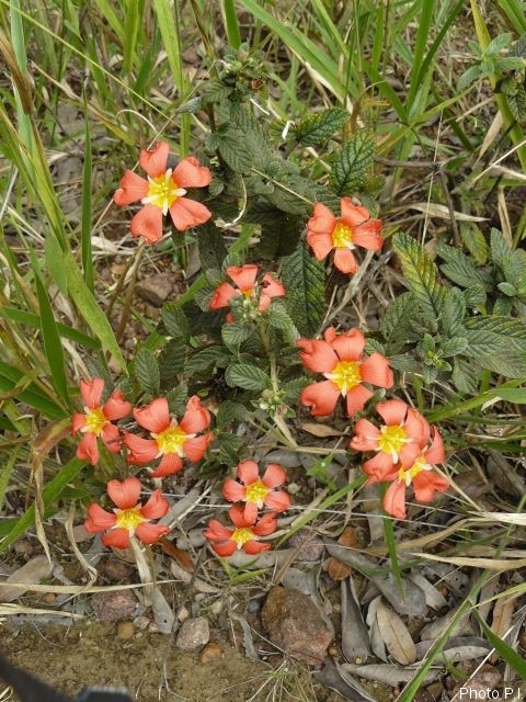 Plantes avec fleur(s) de couleur orange