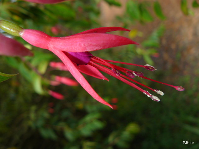 Plantes avec fleur(s) de couleur rouge