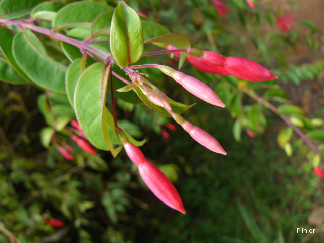 Plantes avec fleur(s) de couleur rouge
