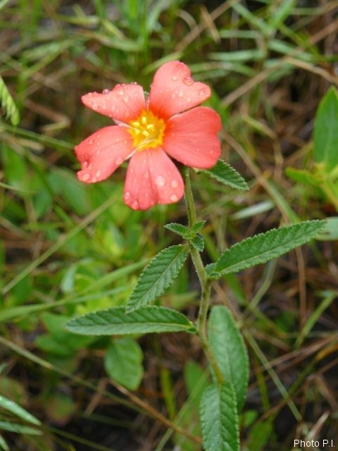 Plantes avec fleur(s) de couleur orange