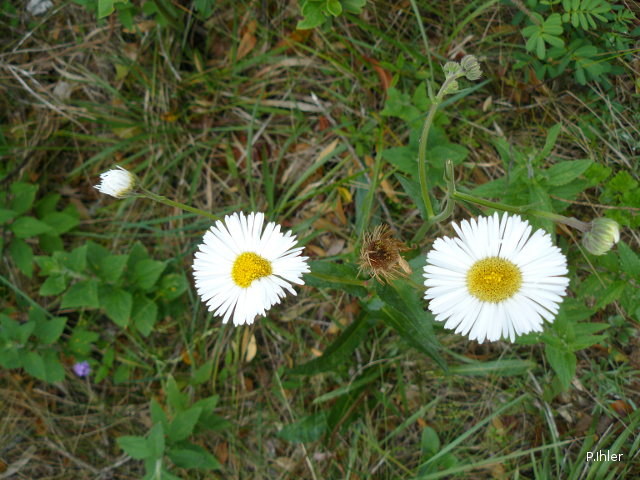 Plantes avec fleur(s) de couleur blanche