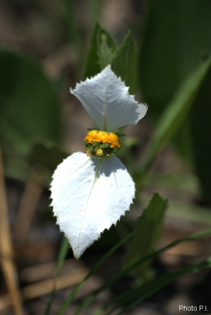 Plantes avec fleur(s) de couleur blanche