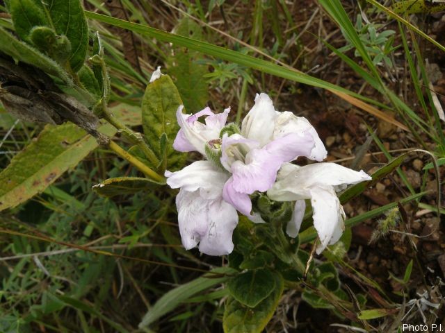 Plantes avec fleur(s) de couleur blanche