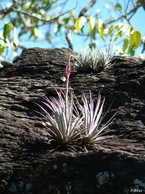 Plantes broméliacées