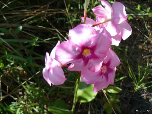Plantes avec fleur(s) de couleur rose ou violette