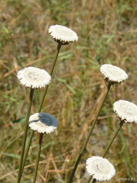 Plantes avec fleur(s) de couleur blanche