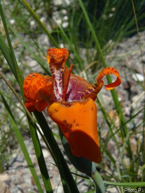 Plantes avec fleur(s) de couleur orange