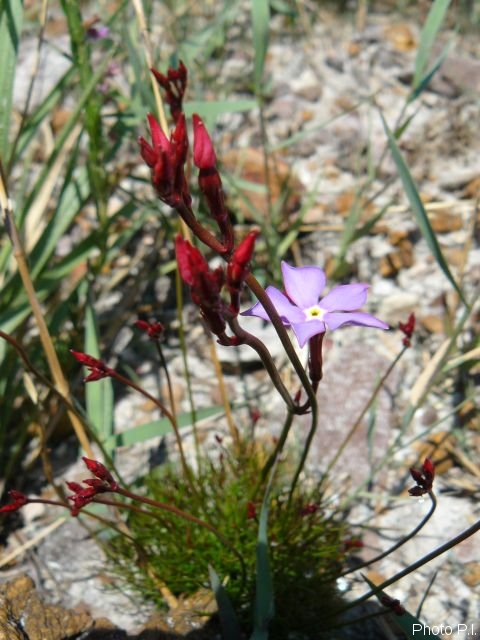 Plantes avec fleur(s) de couleur rose ou violette