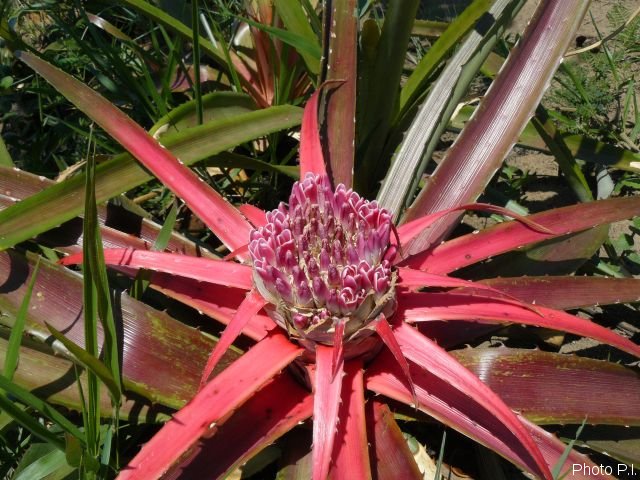 Plantes broméliacées