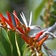Plantes et arbustes du Cerrado avec inflorescence blanche