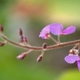 Plantes et arbustes avec inflorescence rose ou violette