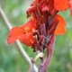 Plantes avec fleur(s) de couleur rouge