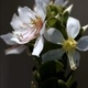 Plantes et arbustes du Cerrado avec inflorescence blanche