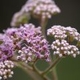 Plantes et arbustes avec inflorescence rose ou violette