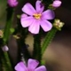 Plantes et arbustes avec inflorescence rose ou violette