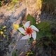 Plantes et arbustes du Cerrado avec inflorescence blanche