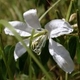 Plantes et arbustes du Cerrado avec inflorescence blanche