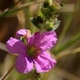 Plantes et arbustes avec inflorescence rose ou violette