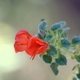 Plantes avec fleur(s) de couleur rouge