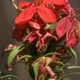 Plantes avec fleur(s) de couleur rouge